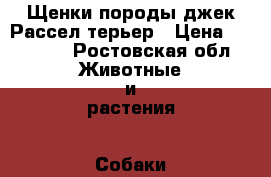 Щенки породы джек Рассел терьер › Цена ­ 10 000 - Ростовская обл. Животные и растения » Собаки   . Ростовская обл.